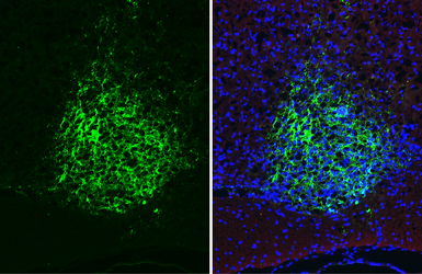 Anti-VIP antibody [HL3846] used in IHC (Frozen sections) (IHC-Fr). GTX642080