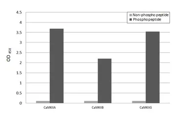 Anti-CaMKII (phospho Thr286) antibody [HL3848] used in  (). GTX642082