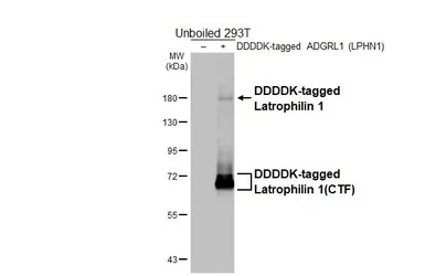 Anti-Latrophilin 1 antibody [HL3853] used in Western Blot (WB). GTX642087