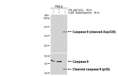 Anti-Caspase 9 (cleaved Asp330) antibody [HL3858] used in Western Blot (WB). GTX642096