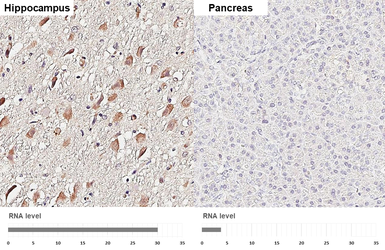 Anti-5-HT1E receptor antibody [HL3875] used in IHC (Paraffin sections) (IHC-P). GTX642113