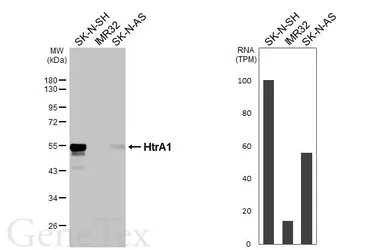Anti-HtrA1 antibody [HL3878] used in Western Blot (WB). GTX642116