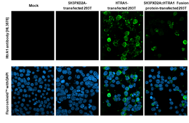 Anti-HtrA1 antibody [HL3878] used in Immunocytochemistry/ Immunofluorescence (ICC/IF). GTX642116