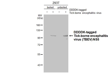Anti-Tick-borne encephalitis virus (TBEV) NS5 antibody [HL3880] used in Western Blot (WB). GTX642118