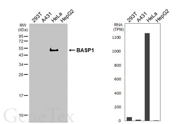 Anti-BASP1 antibody [HL3888] used in Western Blot (WB). GTX642129