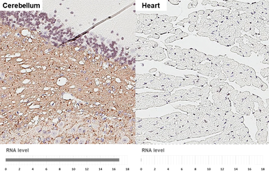 Anti-HAPLN2 antibody [GT107] used in IHC (Paraffin sections) (IHC-P). GTX642155