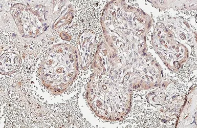 Anti-Angiopoietin 2 antibody [HL3911] used in IHC (Paraffin sections) (IHC-P). GTX642156