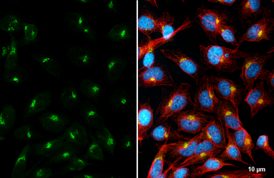 Anti-Golgin 97 antibody [HL3913] used in Immunocytochemistry/ Immunofluorescence (ICC/IF). GTX642158