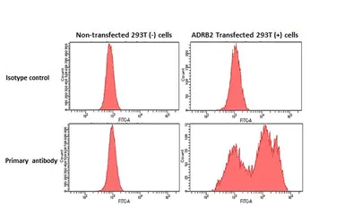 Anti-beta 2 Adrenergic Receptor antibody [HL3929] used in Flow cytometry (FCM). GTX642174