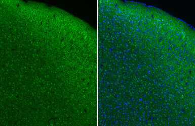 Anti-mAChR M1 antibody [HL3933] used in IHC (Paraffin sections) (IHC-P). GTX642178