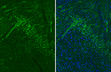 Anti-mAChR M1 antibody [HL3933] used in IHC (Paraffin sections) (IHC-P). GTX642178