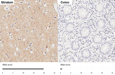 Anti-mAChR M1 antibody [HL3933] used in IHC (Paraffin sections) (IHC-P). GTX642178