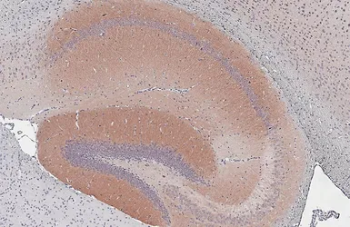Anti-mAChR M1 antibody [HL3933] used in IHC (Paraffin sections) (IHC-P). GTX642178