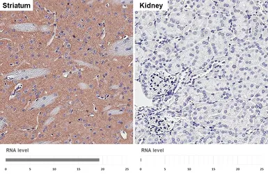 Anti-mAChR M1 antibody [HL3933] used in IHC (Paraffin sections) (IHC-P). GTX642178