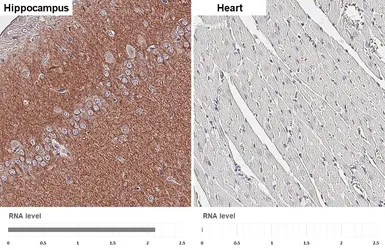 Anti-mAChR M1 antibody [HL3933] used in IHC (Paraffin sections) (IHC-P). GTX642178