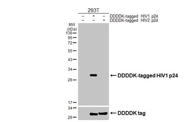 Anti-HIV1 p24 antibody [HL3934] used in Western Blot (WB). GTX642179
