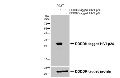 Anti-HIV1 p24 antibody [HL3935] used in Western Blot (WB). GTX642180