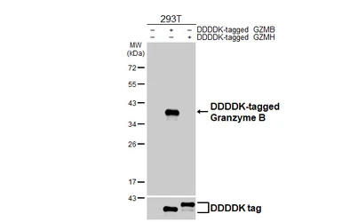 Anti-Granzyme B antibody [GT111] used in Western Blot (WB). GTX642192
