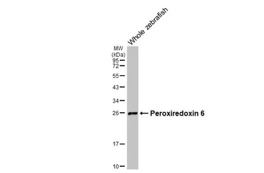 Anti-Peroxiredoxin 6 antibody [HL3951] used in Western Blot (WB). GTX642201
