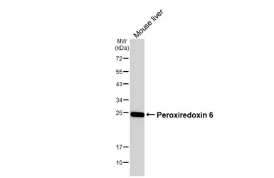 Anti-Peroxiredoxin 6 antibody [HL3951] used in Western Blot (WB). GTX642201
