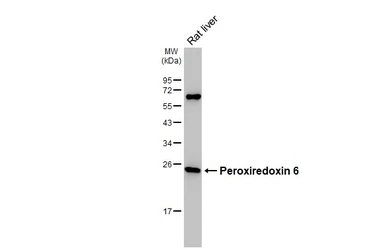 Anti-Peroxiredoxin 6 antibody [HL3951] used in Western Blot (WB). GTX642201
