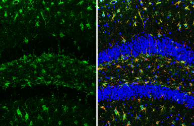 Anti-Peroxiredoxin 6 antibody [HL3951] used in IHC (Paraffin sections) (IHC-P). GTX642201