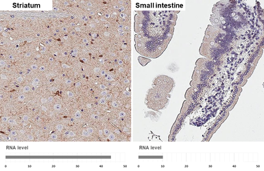 Anti-Peroxiredoxin 6 antibody [HL3951] used in IHC (Paraffin sections) (IHC-P). GTX642201