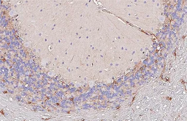 Anti-Peroxiredoxin 6 antibody [HL3951] used in IHC (Paraffin sections) (IHC-P). GTX642201
