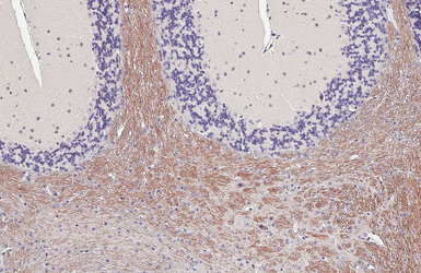 Anti-GPR40 antibody [HL3956] used in IHC (Paraffin sections) (IHC-P). GTX642206