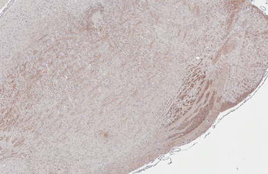 Anti-GPR40 antibody [HL3956] used in IHC (Paraffin sections) (IHC-P). GTX642206