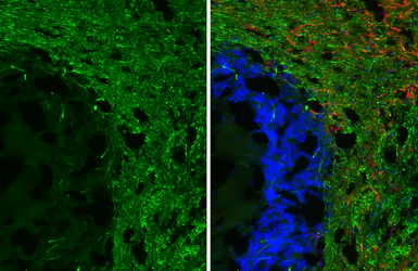 Anti-GPR40 antibody [HL3956] used in IHC (Frozen sections) (IHC-Fr). GTX642206