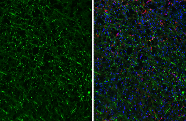 Anti-GPR40 antibody [HL3956] used in IHC (Frozen sections) (IHC-Fr). GTX642206