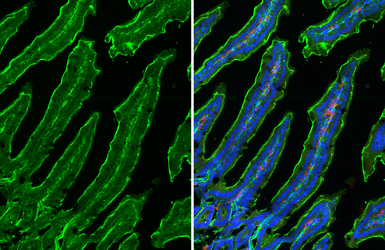 Anti-Adenosine A2b Receptor antibody [HL3959] used in IHC (Frozen sections) (IHC-Fr). GTX642209