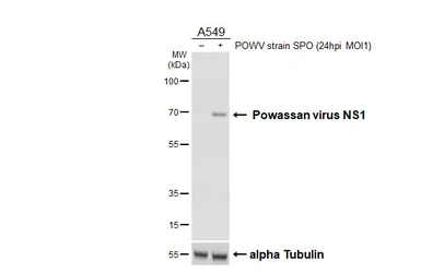 Anti-Powassan virus NS1 antibody [HL3963] used in Western Blot (WB). GTX642213