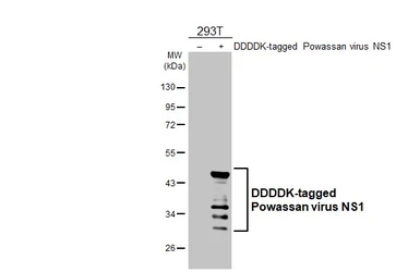 Anti-Powassan virus NS1 antibody [HL3963] used in Western Blot (WB). GTX642213