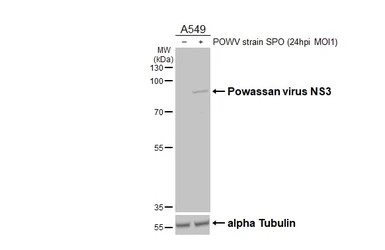 Anti-Powassan virus NS3 antibody [HL3967] used in Western Blot (WB). GTX642217