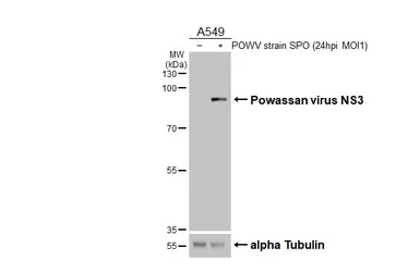 Anti-Powassan virus NS3 antibody [HL3969] used in Western Blot (WB). GTX642219