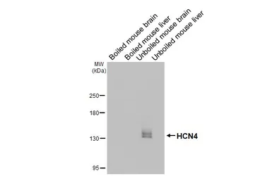 Anti-HCN4 antibody [GT112] used in Western Blot (WB). GTX642220