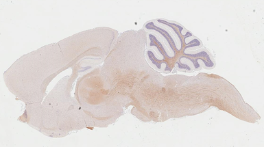 Anti-HCN4 antibody [GT112] used in IHC (Paraffin sections) (IHC-P). GTX642220