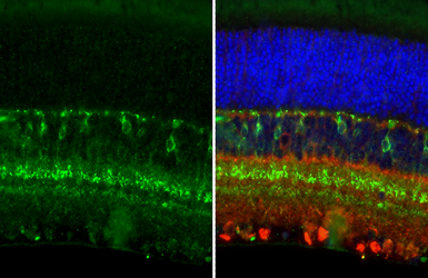 Anti-HCN4 antibody [GT112] used in IHC (Paraffin sections) (IHC-P). GTX642220