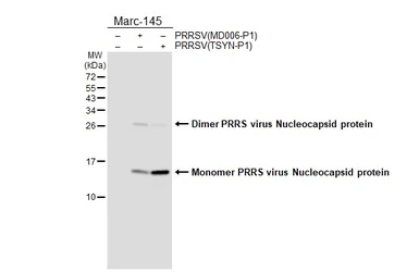 Anti-PRRS virus Nucleocapsid protein antibody [GT119] used in Western Blot (WB). GTX642224