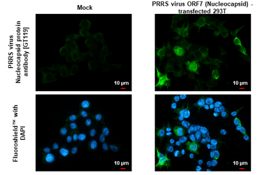 Anti-PRRS virus Nucleocapsid protein antibody [GT119] used in Immunocytochemistry/ Immunofluorescence (ICC/IF). GTX642224