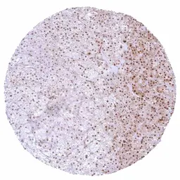 Anti-p27 Kip1 antibody [HMV3970] HistoMAX&trade; used in IHC (Paraffin sections) (IHC-P). GTX642296