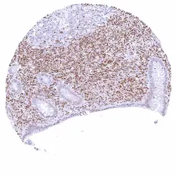 Anti-p27 Kip1 antibody [HMV3970] HistoMAX&trade; used in IHC (Paraffin sections) (IHC-P). GTX642296