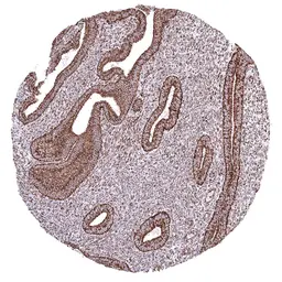 Anti-ATP5J antibody [HMV3971] HistoMAX&trade; used in IHC (Paraffin sections) (IHC-P). GTX642297