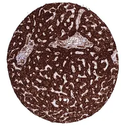 Anti-ATP5J antibody [HMV3971] HistoMAX&trade; used in IHC (Paraffin sections) (IHC-P). GTX642297