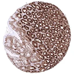 Anti-ATP5J antibody [HMV3971] HistoMAX&trade; used in IHC (Paraffin sections) (IHC-P). GTX642297