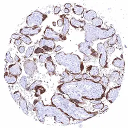 Anti-Kiss1 antibody [HMV3972] HistoMAX&trade; used in IHC (Paraffin sections) (IHC-P). GTX642298
