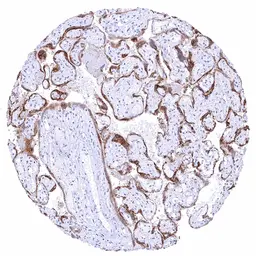 Anti-Kiss1 antibody [HMV3972] HistoMAX&trade; used in IHC (Paraffin sections) (IHC-P). GTX642298