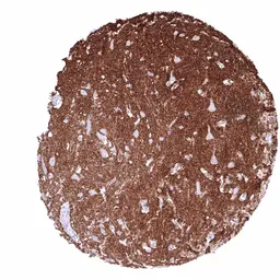 Anti-GPM6A antibody [HMV3973] HistoMAX&trade; used in IHC (Paraffin sections) (IHC-P). GTX642299